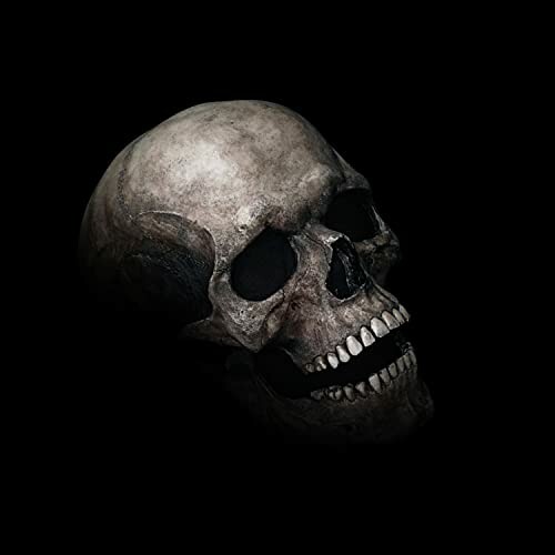 Realistic human skull on a black background