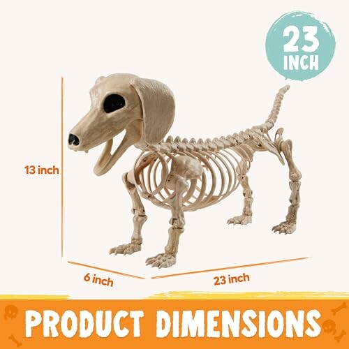 Dog skeleton model with dimensions 23x6x13 inches.