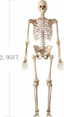 Posable Skeleton 2.95 FT