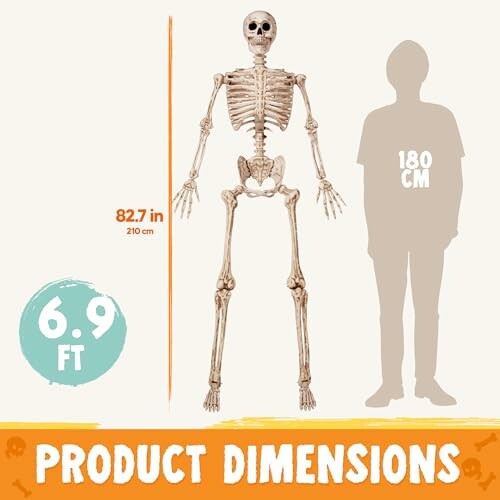 Skeleton model standing next to human silhouette for size comparison, 6.9 feet tall.