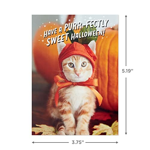 Cute kitten in Halloween costume with pumpkins.