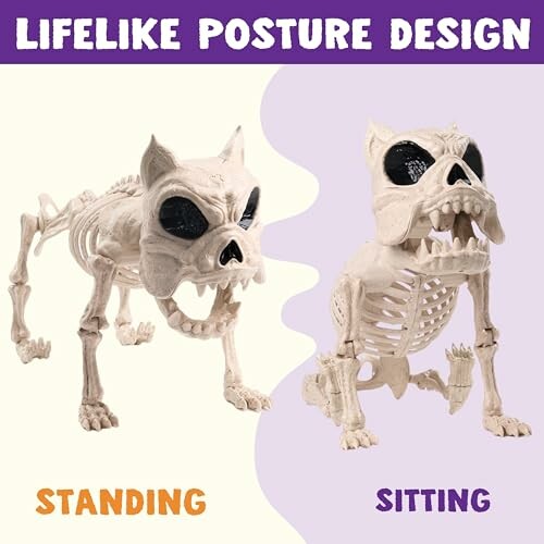 Lifelike dog skeleton in standing and sitting postures.