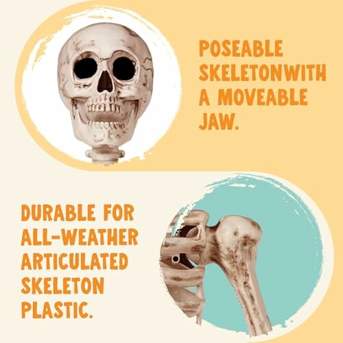 Image of a poseable skeleton with a moveable jaw and durable articulated plastic.